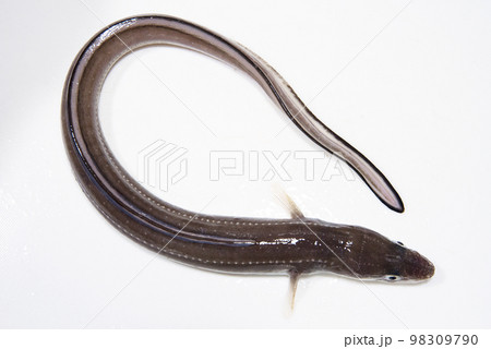 曲がった状態のあなご 98309790