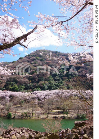 兵庫県淡路島　桜咲く諭鶴羽ダム公園 98309894