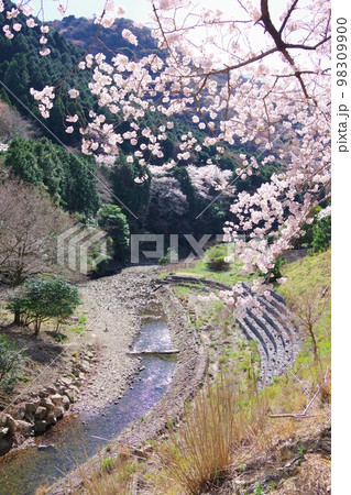 兵庫県淡路島　諭鶴羽川と桜 98309900