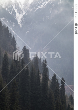Hazy mountain vertical background with spruce forest Hazy mountain vertical background with spruce forest 98310000