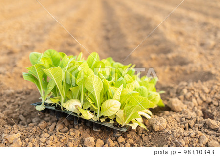 Thai agriculturist planting the young of green tobacco in the field at northern of Thailand.. Thai agriculturist planting the young of green tobacco in the field at northern of Thailand.. 98310343