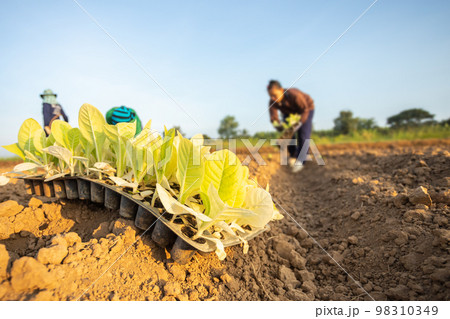 Thai agriculturist planting the young of green tobacco in the field at northern of Thailand.. Thai agriculturist planting the young of green tobacco in the field at northern of Thailand.. 98310349