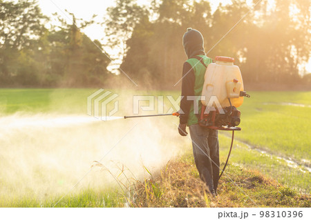 Asian farmer with machine and spraying chemical or fertilizer to young green rice field Asian farmer with machine and spraying chemical or fertilizer to young green rice field 98310396