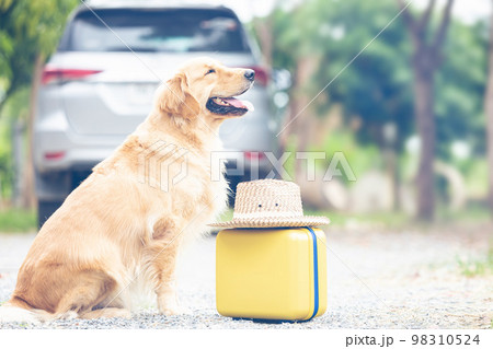 Brown Golden Retriever sitting on the ground beside yellow luggage and blur of car background. Ready or preparing to travel concept 98310524