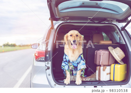 Brown Golden Retriever sitting in the car with set of luggage at the roadside. Ready or preparing to travel concept Brown Golden Retriever sitting in the car with set of luggage at the roadside. Ready or preparing to travel concept 98310538