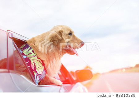 Brown Golden Retriever sitting on the ground beside yellow luggage and blur of car background. Ready or preparing to travel concept 98310539