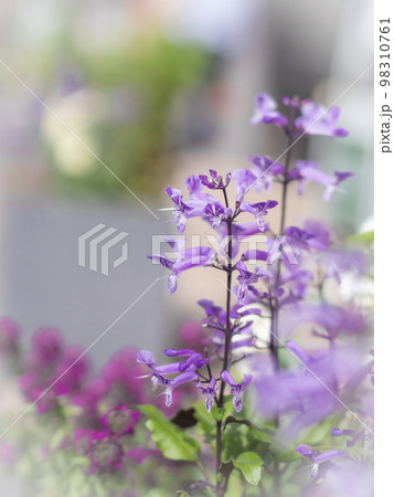 早淵川沿いの道端に咲く花々 早淵川沿いの道端に咲く花々 98310761