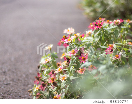 早淵川沿いの道端に咲く花々 早淵川沿いの道端に咲く花々 98310774