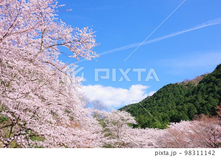 兵庫県淡路島　諭鶴羽ダム公園の桜 98311142
