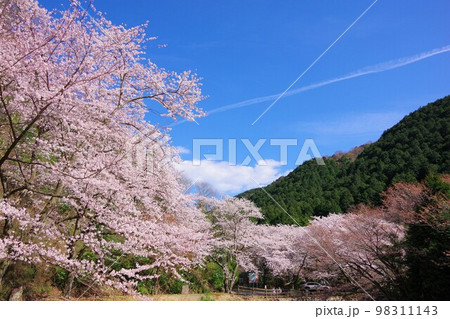 兵庫県淡路島　諭鶴羽ダム公園の桜 98311143
