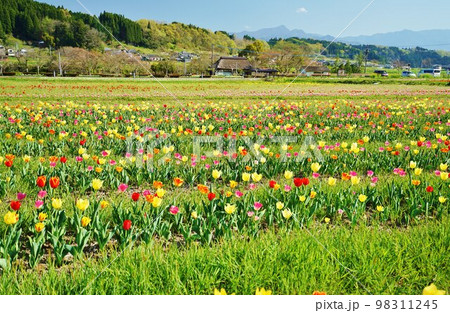 大分県豊後大野市原尻の滝　チユーリップフエスタ 98311245