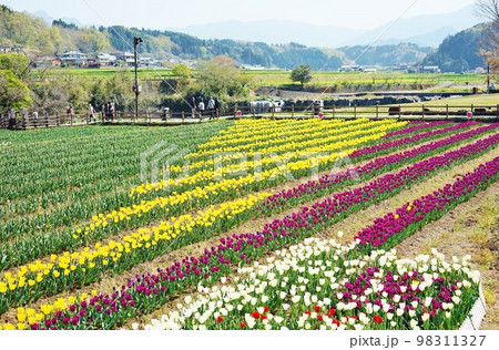 大分県豊後大野市原尻の滝 チユーリップフエスタ 大分県豊後大野市原尻の滝 チユーリップフエスタ 98311327