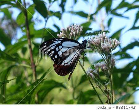 アサギマダラ　チョウ　蝶 98311742