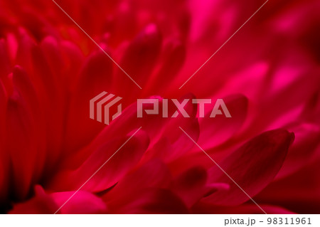 Abstract floral background, red purple chrysanthemum flower petals. Macro flowers backdrop for holiday design. Soft focus 98311961