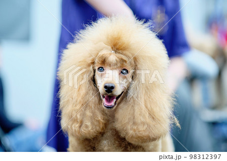 Portrait of a young apricot-colored poodle close-up 98312397