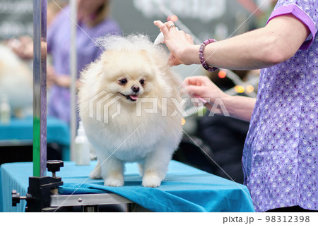 Charming pomeranian on grooming procedures in the salon for dogs Charming pomeranian on grooming procedures in the salon for dogs 98312398