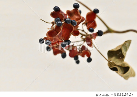 タンキリマメ(痰切豆)の果実 タンキリマメ(痰切豆)の果実 98312427