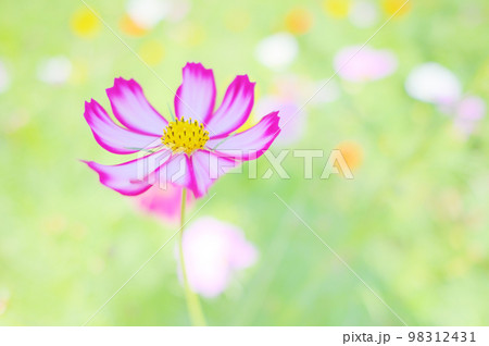 ピンクの縁がある可愛いコスモス 98312431