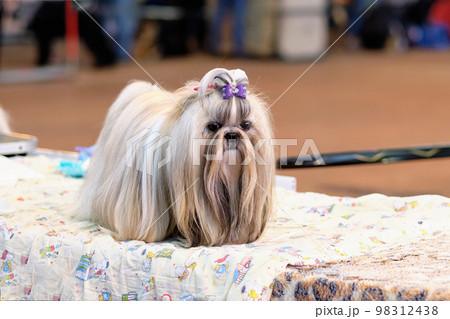 A cute shih tzu with a long well-groomed neatly laid coat is standing on the table 98312438