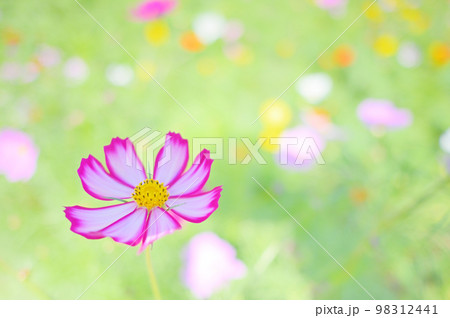 ピンクの縁がある可愛いコスモス 98312441