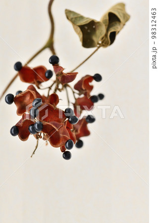 タンキリマメ(痰切豆)の果実 タンキリマメ(痰切豆)の果実 98312463