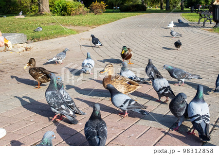 Ducks on the sidewalk in an autumn park 98312858