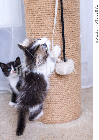 A little kitten plays with a scratching post 98312881