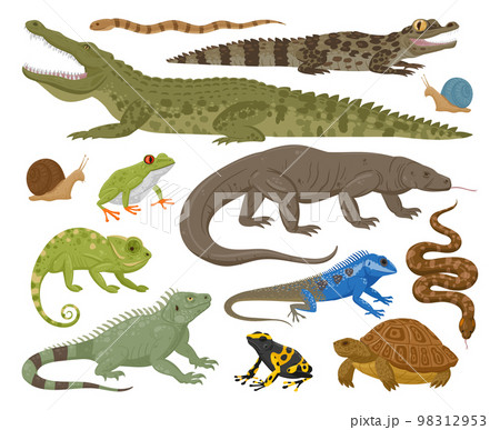 Cartoon reptile and amphibian, lizard, snake, chameleon. Wild animals, turtle, frog and crocodile flat vector illustration set. Amphibian and reptile collection 98312953