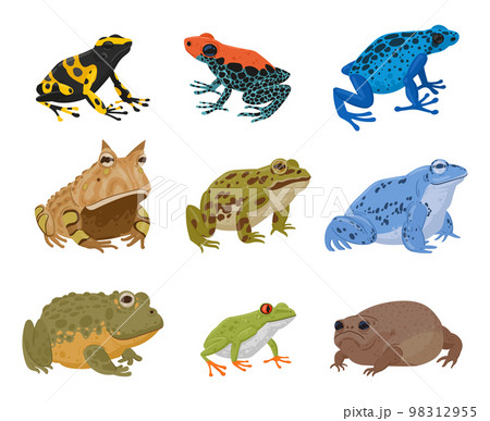 Cartoon frogs and toads, amphibian animals species. Tropical rain forest frogs, pond frog, red-eyed tree frog and blue poison dart frog flat vector illustration set. Toads and frogs collection 98312955