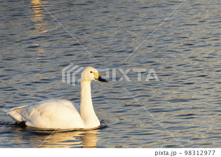 水面で夕陽を見つめるコハクチョウ 98312977