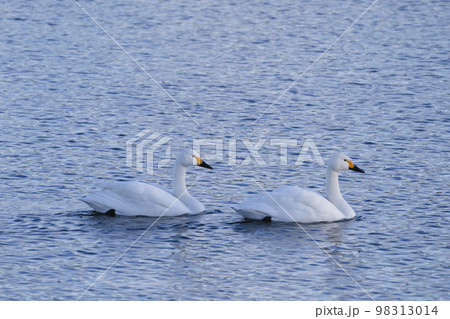 水面をゆっくり進む2羽のコハクチョウ 水面をゆっくり進む2羽のコハクチョウ 98313014