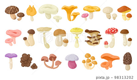 Cartoon edible and poisonous mushrooms, autumn forest plants. Seasonal mushroom food, chanterelle, champignon and fly agaric flat vector illustration set. Natural organic mushrooms 98313202