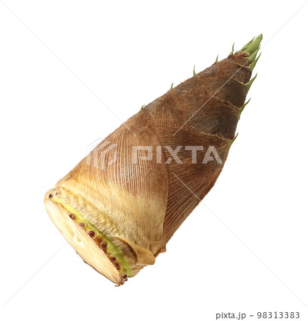 筍 たけのこ イラスト リアル 筍 たけのこ イラスト リアル 98313383