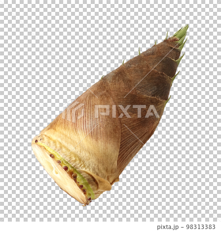 竹筍插圖真實 98313383