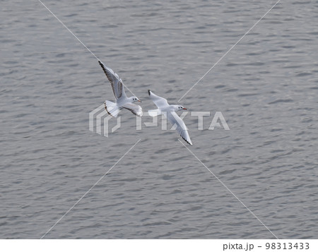 2羽のユリカモメが飛ぶ、俯瞰 98313433