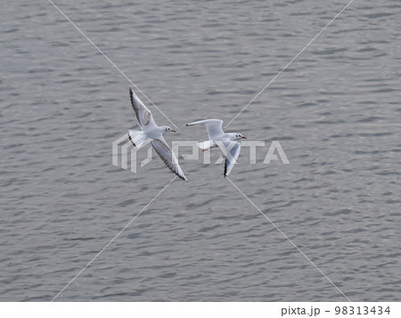 2羽のユリカモメが飛ぶ、俯瞰 98313434