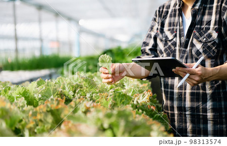 Close up of a man hands gardening lettuce in farm  . 98313574