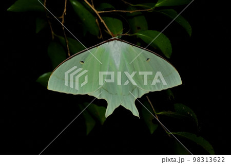 オオミズアオ 98313622