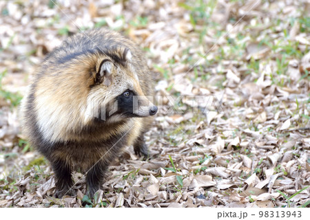 落ち葉の上の野生の狸（行徳野鳥の楽園） 98313943