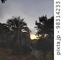 夜明けのココスヤシ 98314233