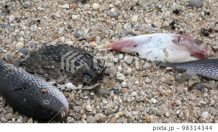 大しけの後に砂浜に打ち上がったホシフグとハリセンボン 大しけの後に砂浜に打ち上がったホシフグとハリセンボン 98314344