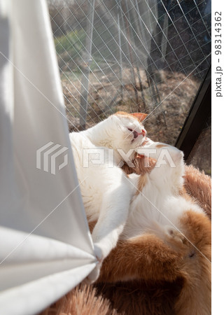 カーテンで遊ぶ猫 茶トラ白 カーテンで遊ぶ猫 茶トラ白 98314362