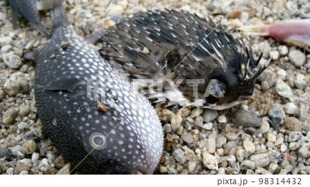 大しけの後に砂浜に打ち上がったホシフグとハリセンボン 大しけの後に砂浜に打ち上がったホシフグとハリセンボン 98314432