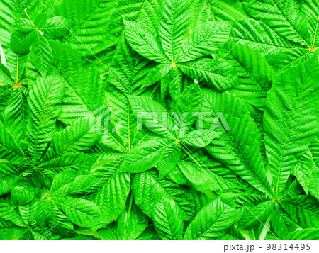 Horse chestnut on white Horse chestnut on white 98314495