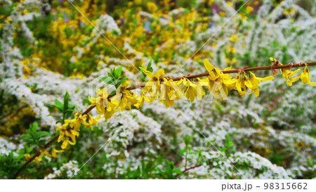 レンギョウとユキヤナギの花のある風景の写真素材 [98315662