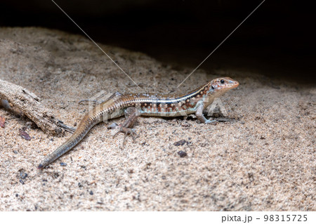 Karsten's Girdled Lizard, Zonosaurus Karsteni, Tsingy De Bemaraha, Madagascar Karsten's Girdled Lizard, Zonosaurus Karsteni, Tsingy De Bemaraha, Madagascar 98315725