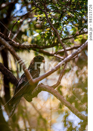 Lesser vasa parrot or black parrot, Coracopsis nigra, Zombitse-Vohibasia National Park, Madagascar Lesser vasa parrot or black parrot, Coracopsis nigra, Zombitse-Vohibasia National Park, Madagascar 98315726