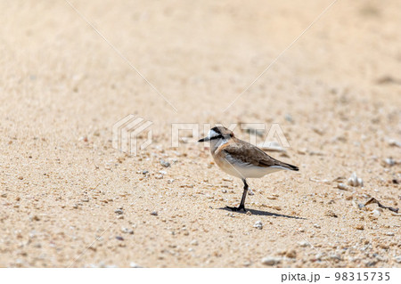 White-fronted plover, Charadrius marginatus, Nosy Ve, Madagascar White-fronted plover, Charadrius marginatus, Nosy Ve, Madagascar 98315735
