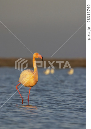 Flamingo in Parc Naturel regional de Camargue, Provence, France Flamingo in Parc Naturel regional de Camargue, Provence, France 98315740