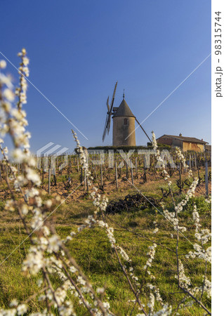 Spring vineyards with Chenas windmill in Beaujolais, Burgundy, France 98315744